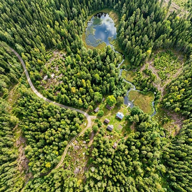 Georefererat ortofoto över skogsbestånd från drönare
